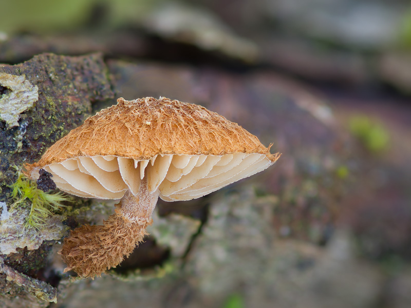 Phaeomarasmius erinaceus